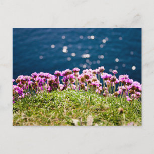 Fleurs aux falaises de la carte postale de Moher