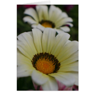 Fleurs blanches