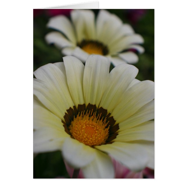Fleurs blanches (Devant)