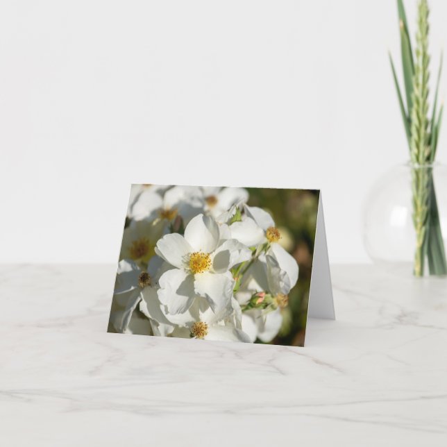 Fleurs blanches (Devant)