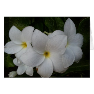 Fleurs blanches