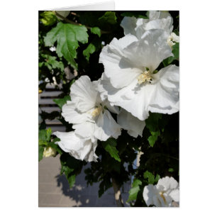 fleurs blanches accueillantes