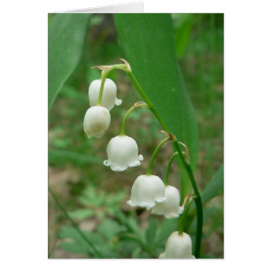 Fleurs blanches de lis