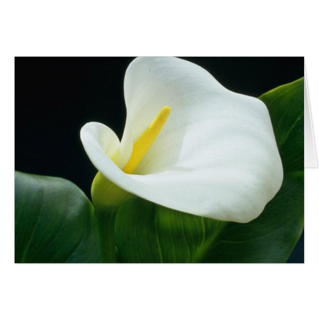 fleurs blanches de lys d'Arum (Devant horizontal)