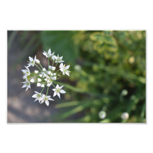 Fleurs blanches délicieuses fleurs florales Photo 