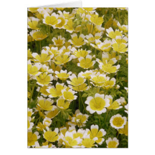 Fleurs blanches d'or soleil