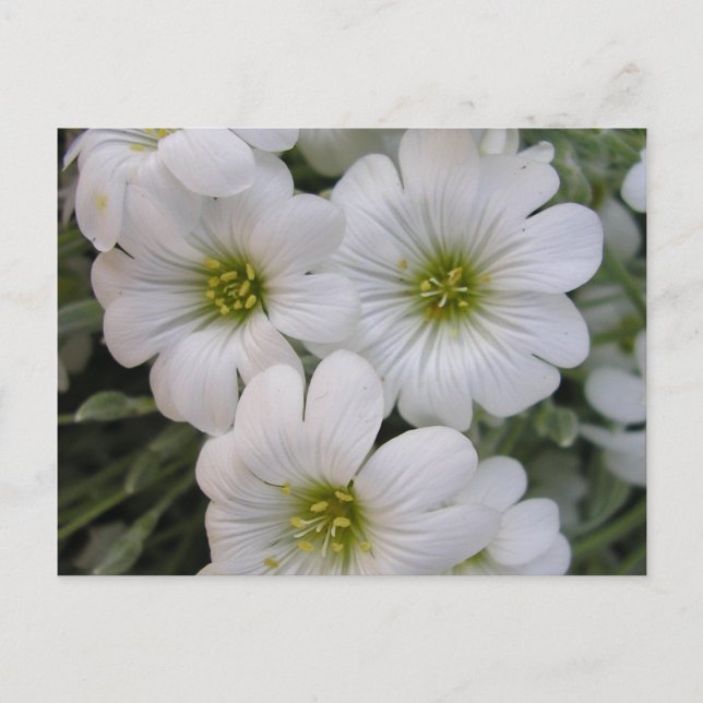 Fleurs blanches postkarte (Vorderseite)