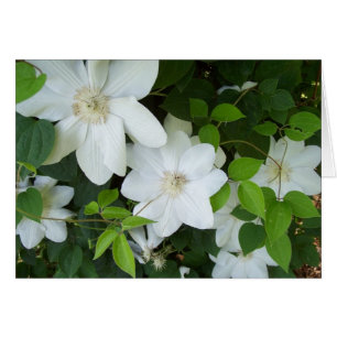 Fleurs blanches sur la vigne