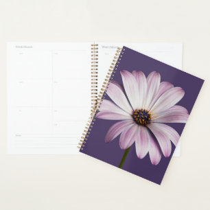 Fleurs Blancs et marguerites