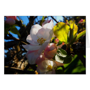 Fleurs bouillonnantes