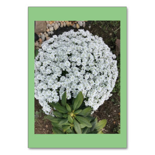 Fleurs Candytuft Lecture Personnalisée Cartes Flas