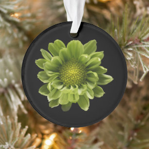 Fleurs Chrysanthème vert
