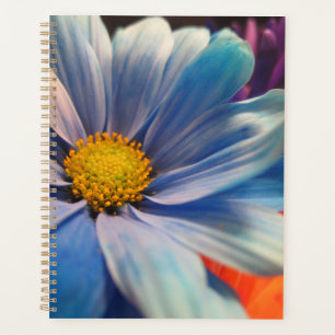 Fleurs Colorées