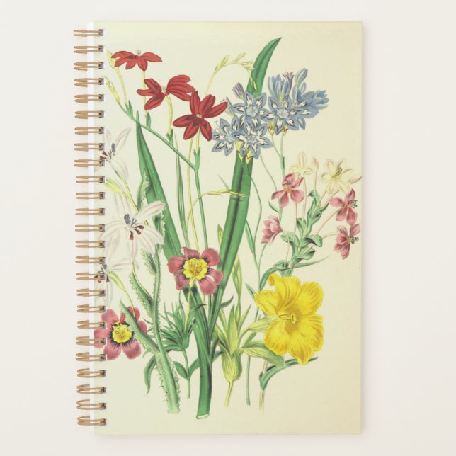 Fleurs colorées et Plantes verts (Devant)