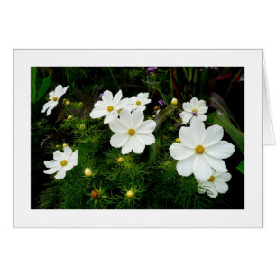 Fleurs Cosmos Blanches