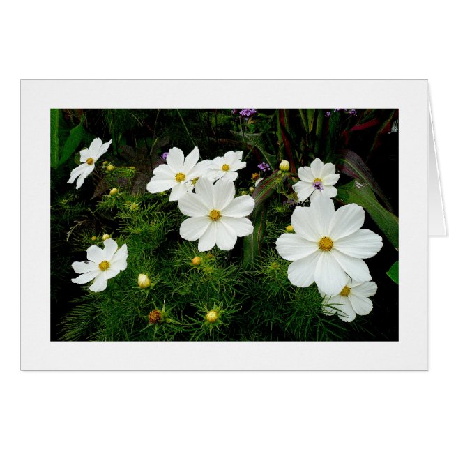 Fleurs Cosmos Blanches (Devant horizontal)