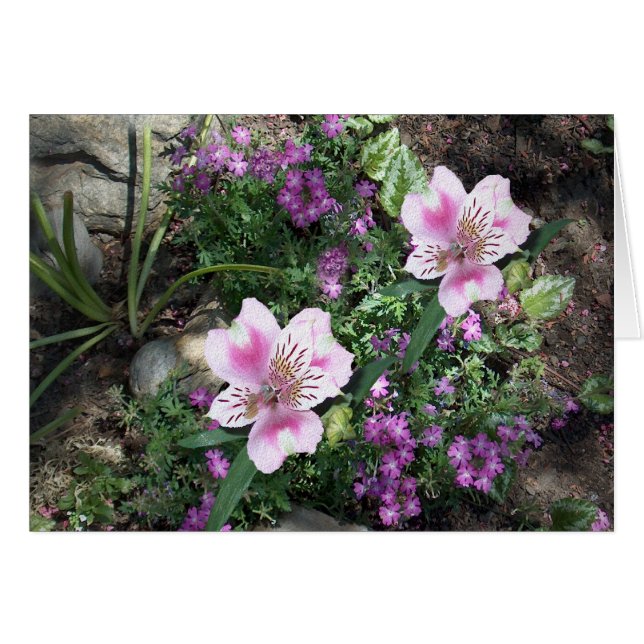 Fleurs d'Alstroemeria (Devant horizontal)