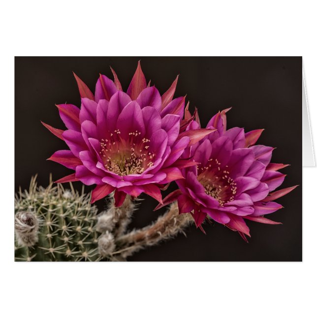 Fleurs d'antimatière (Devant horizontal)