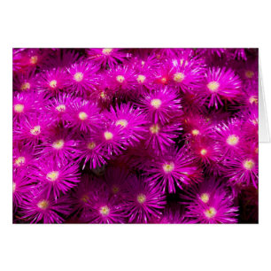 Fleurs d'aster rose