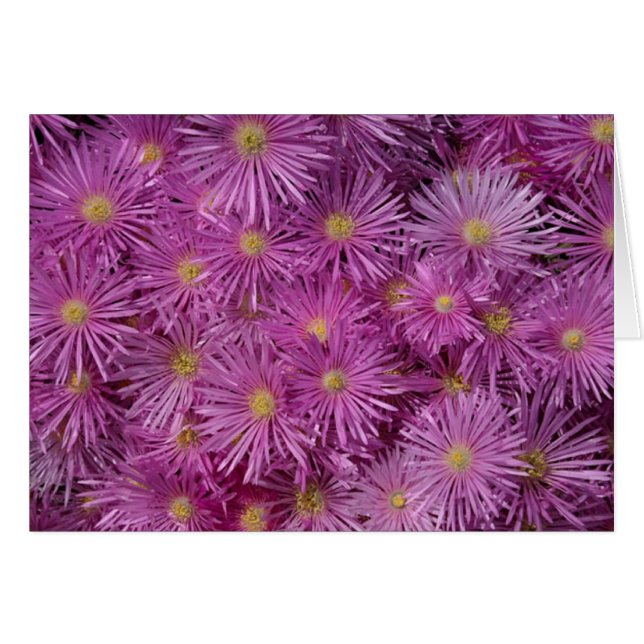 Fleurs d'aster violet (Devant horizontal)