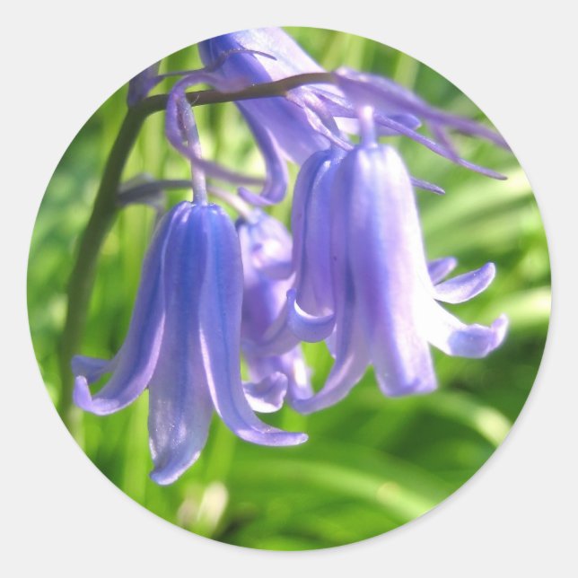Fleurs de Bluebell - Sticker (Devant)