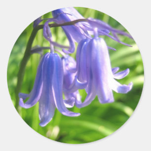 Fleurs de Bluebell - Sticker
