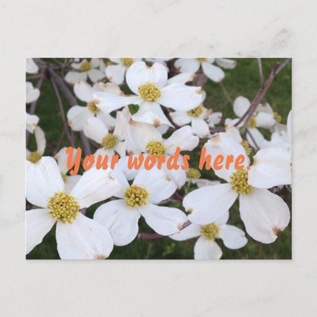 Fleurs de bois de chien blanc Vos mots Cartes post (Devant)