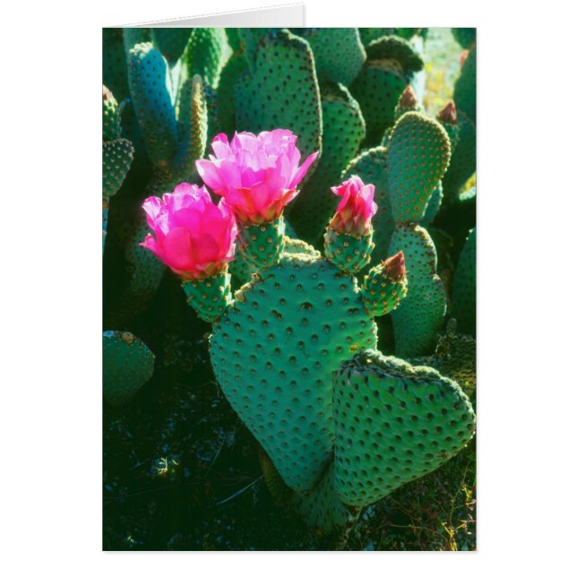 Fleurs de cactus à bec (Devant)