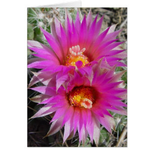 Fleurs de cactus à billes F5 "Escobaria vivipara"