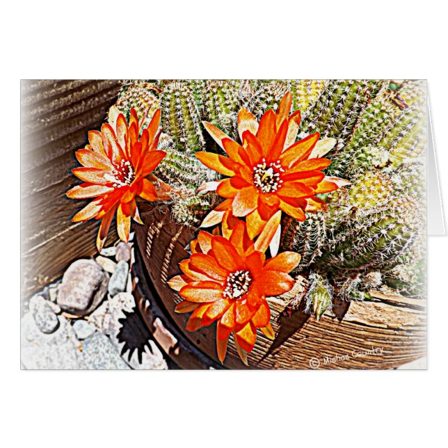 Fleurs de cactus de corde (Devant horizontal)