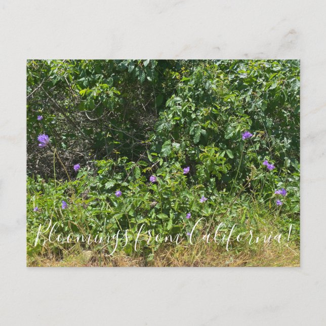 Fleurs de Californie ! Carte postale (Devant)