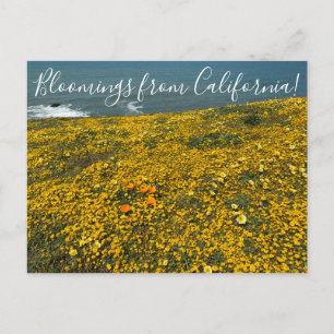 Fleurs de Californie ! Carte postale