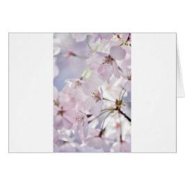 Fleurs de cerisier