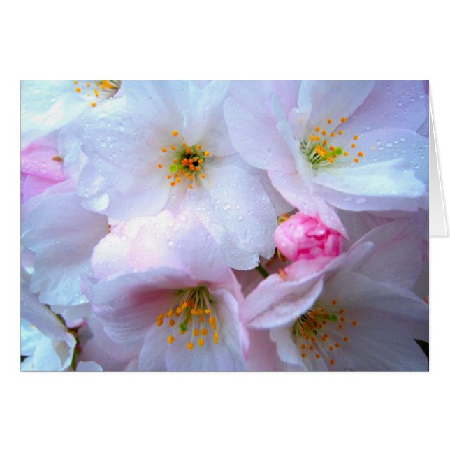 Fleurs de cerisier - carte (Devant horizontal)