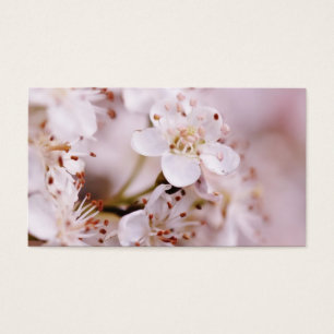 Fleurs de cerisier de floraison