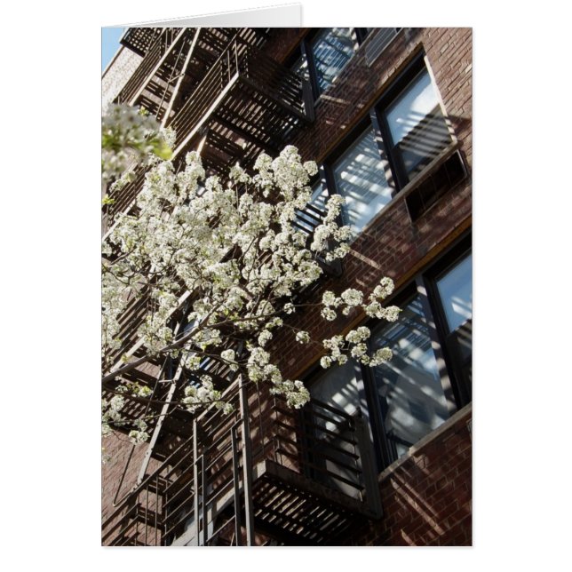 Fleurs de cerisier de village aussi (Devant)