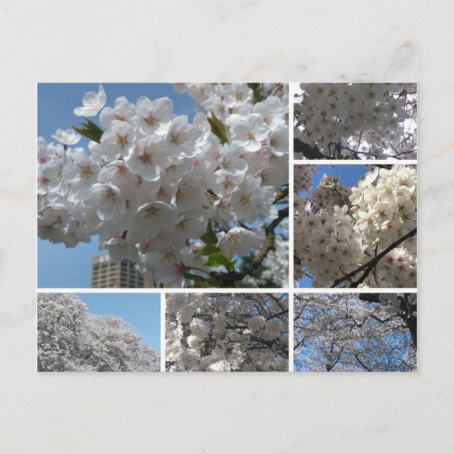 Fleurs de cerisier en fleurs carte postale (Devant)