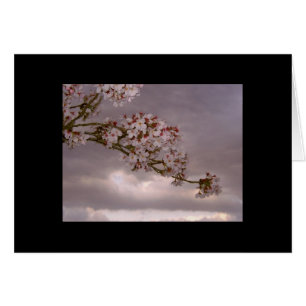 Fleurs de cerisier japonaises de carte