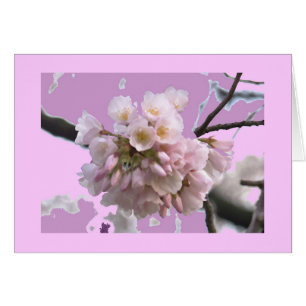 Fleurs de cerisier simples