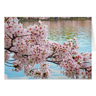 Fleurs de cerisiers