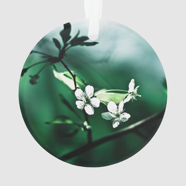 Fleurs de cerisiers blancs (dos)