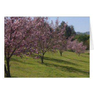 Fleurs de cerisiers en pleine floraison