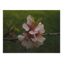 Fleurs de cerisiers roses Photo florale