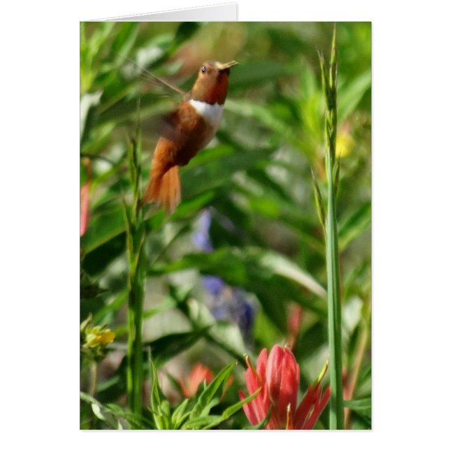 Fleurs de colibri (Devant)