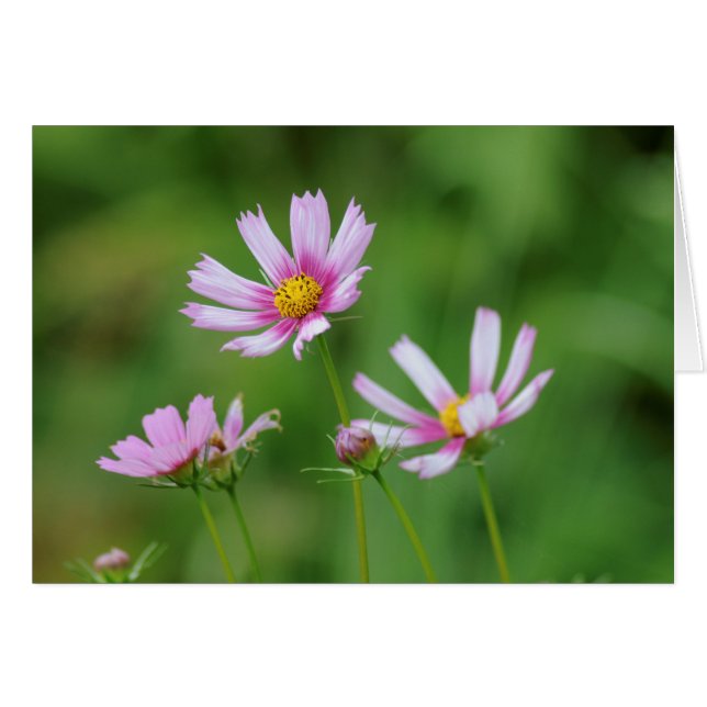 Fleurs de cosmos (Devant Horizontal)