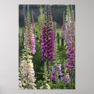 Fleurs de digitale ... affiche