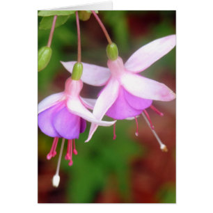 Fleurs de Fuschia