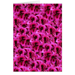 Fleurs De Géranium Magenta Chaud,