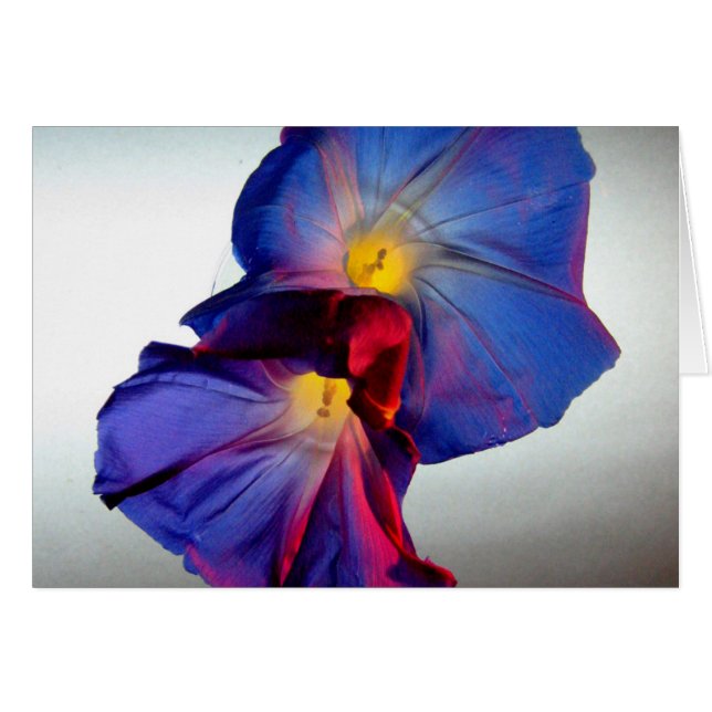 Fleurs de gloire du matin 3 (Devant horizontal)
