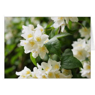 Fleurs de jasmin en gros plan